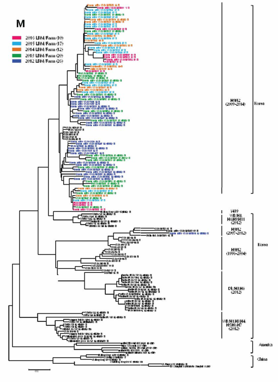 H9N2 분리주 M 유전자의 phyiogenetic tree 분석결과