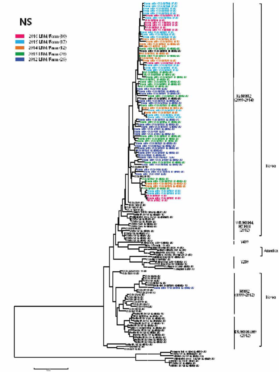 H9N2 분리주 NS 유전자의 phylogenetic tree 분석결과