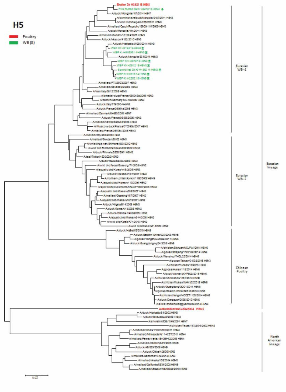 저병원성 H5 바이러스 HA 유전자 근연관계 분석결과