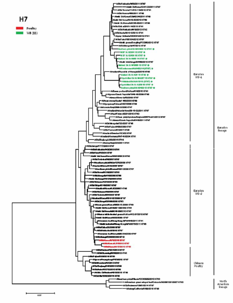 저병원성 H7 바이러스 HA 유전자 근연관계 분석결과