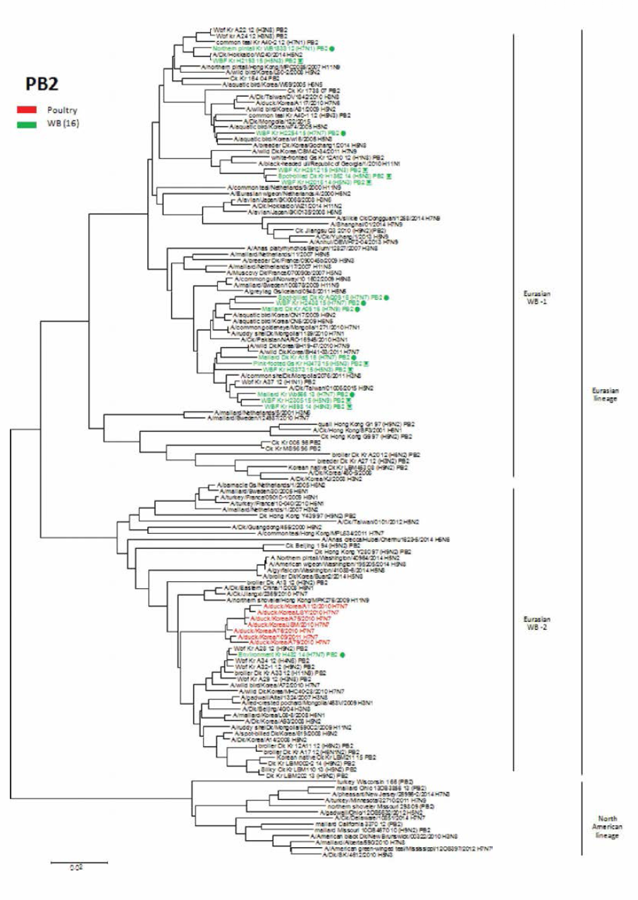PB2 유전자 근연관계 분석결과