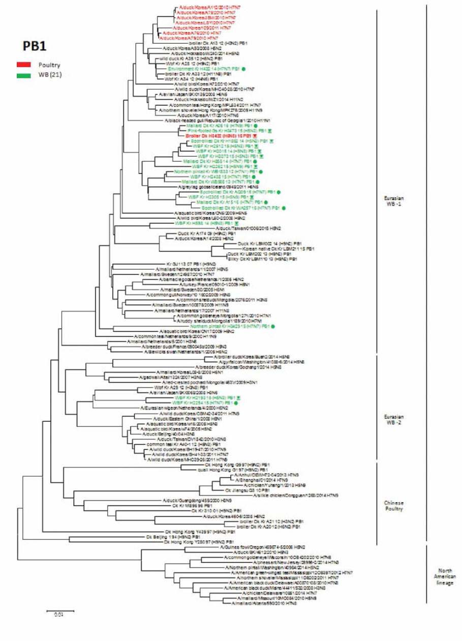 PB1 유전자 근연관계 분석결과