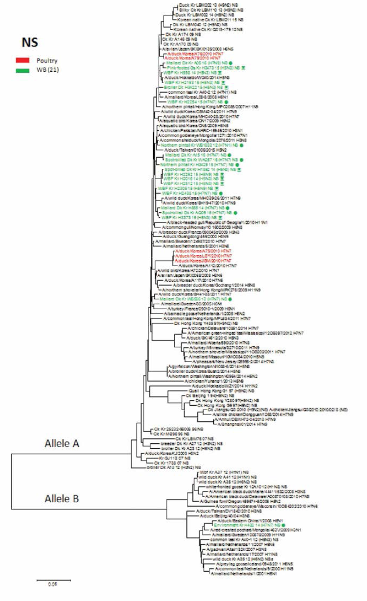 NS 유전자 근연관계 분석결과