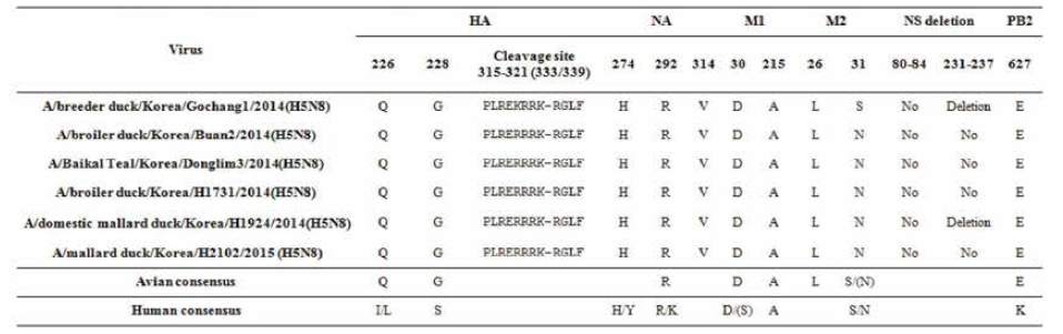 국내 분리 H5N8 HPAI 바이 러스에 대한 아미노산 분석