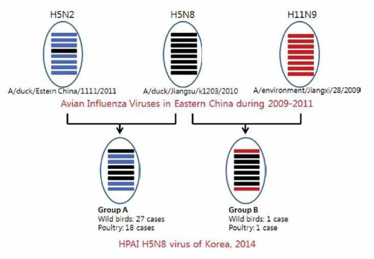2014 우리나라 H5N8 HPAI 바이러스의 유래 모식도