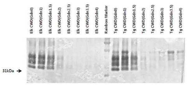 Conformational stability 검사결과