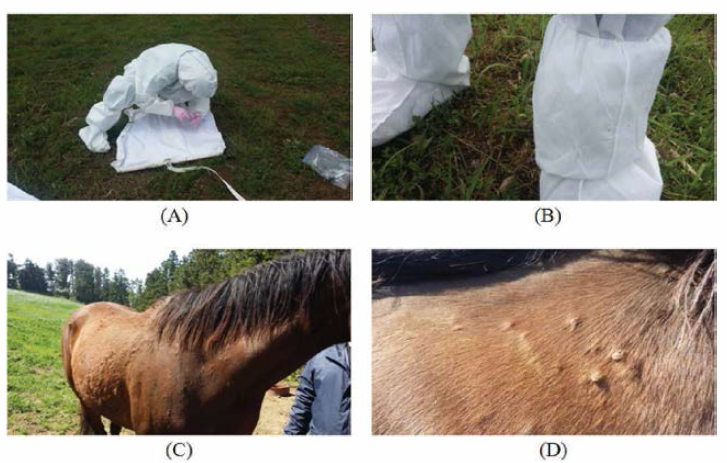 말 목장 주변의 환경 (A, B) 및 말 축체(C,D)에서 진드기 채집 사진