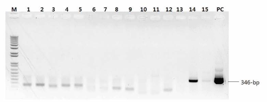 conventional RT-PCR과 nested PCR을 이용한 SFTS 바이러스 검줄시험 결과. Lanes： M, 100bp marker； 2-13 PC, 양성대조군