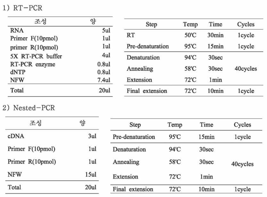 RT-Nested PCR 조건