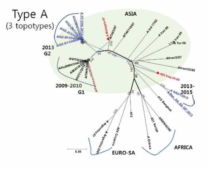 Phylogenetic tree of type A vaccine candidate，ASIA, AFRICA, Euro-SA viruses