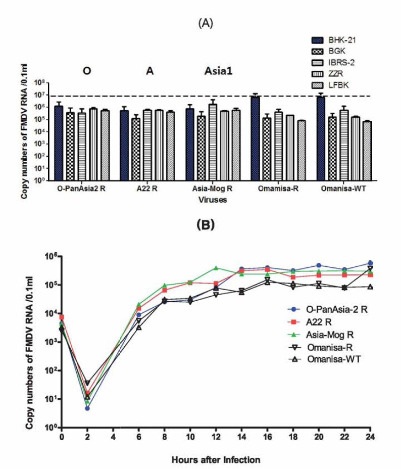 Growth properties of vaccine candidates in various monolayer cells. (A) Growth properties of three serotype viruses in BHK-21, BGK, IBRS-2, ZZR and LFBK cells after ZZ-R cell culture of five time passages. The viral titers were determined 36 hours post infection by real time RT-PCR. (B) One-step growth of vaccine candidates in fetal goat tongue cell. The viral titers were determined until 24 hours post infection by real time RT-PCR. One step growth curve was titrated in ZZ-R cell for 24 hrs