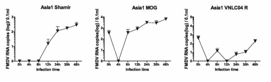 Growth kinetics of type Asia1 strains in suspension BHK-21-S cells, 0.1 m.o.i (1 X107.0 cells)