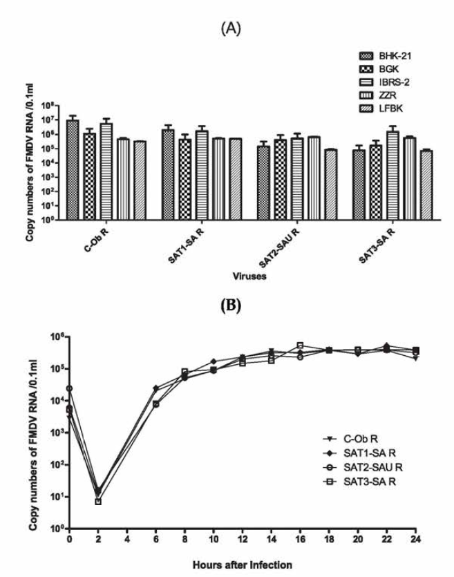 Growth properties of type C, SAT1, SAT2, and SAT3 FMDV vaccine candidates in monolayer cells