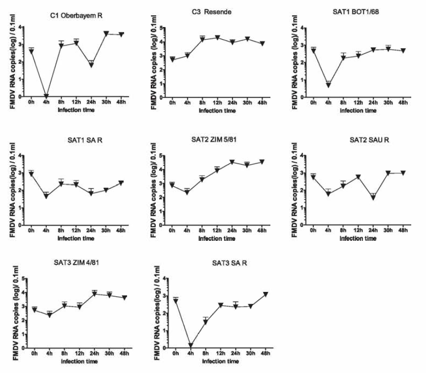 Growth kinetics of type C，SAT1, SAT2, and SAT3 FMDV vaccine candidates before adaptation in suspension BHK-21 cells