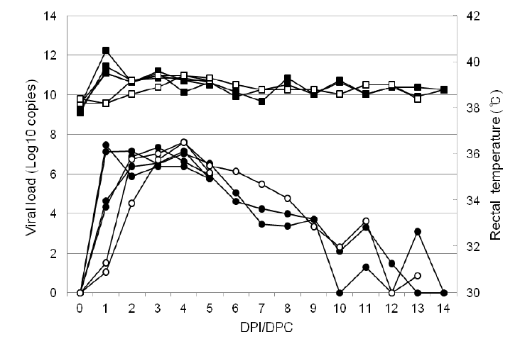 돼지인플루엔자 바이러스 A/swine/Korea/G63/2010을 돼지에 접종 후 경과별 체온 및 바이러스 배설량 변화(■ 접종군 체온; □ 접촉군 체온; ● 접종군 배설량; ○ 접촉군 배설량)