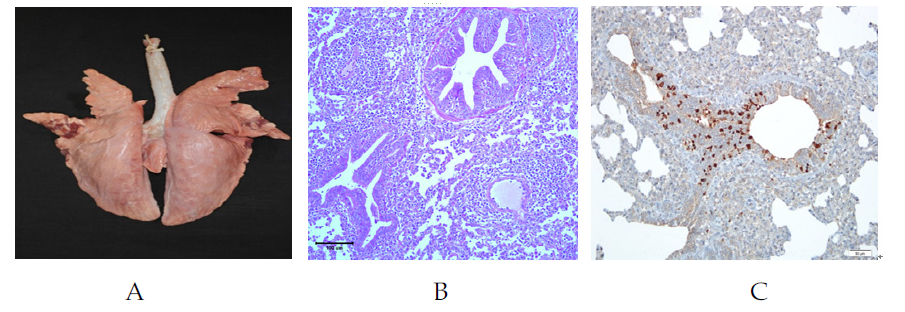 돼지인플루엔자 바이러스 A/swine/Korea/A18/2012을 접종한 돼지의 부검 소견(A), 조직학적 소견(B) 및 면역조직학적 소견(C)
