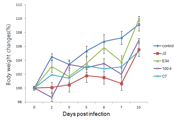 돼지인플루엔자 바이러스 4주 접종 후 마우스에서의 체중변화