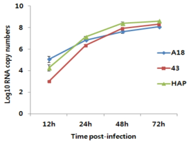 MDCK세포에서의 재조합 H3N2바이러스의 증식성 변화