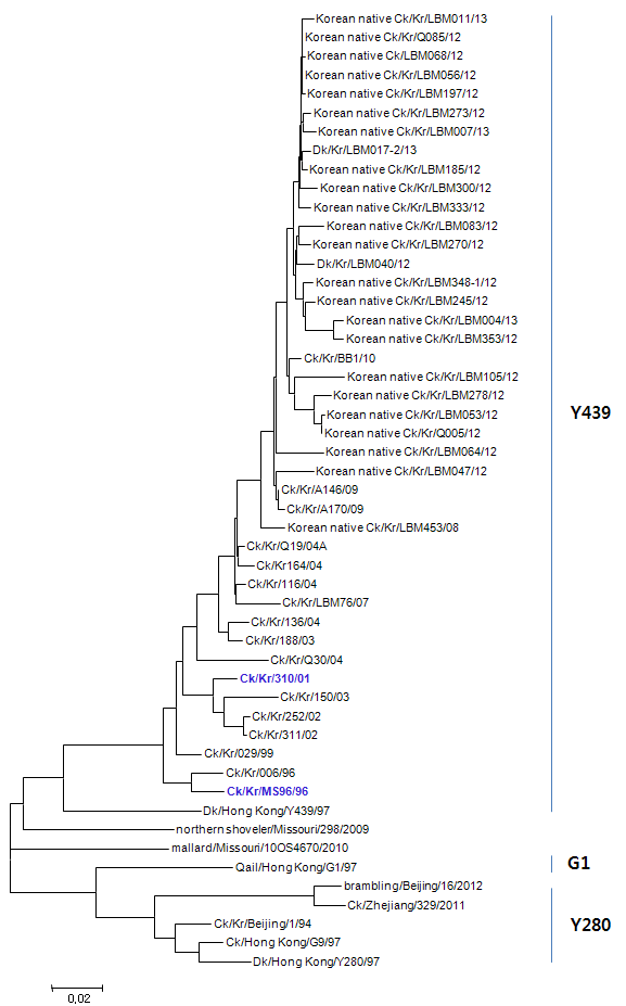 국내 분리 H9N2 HA 유전자에 대한 phylogenetic tree