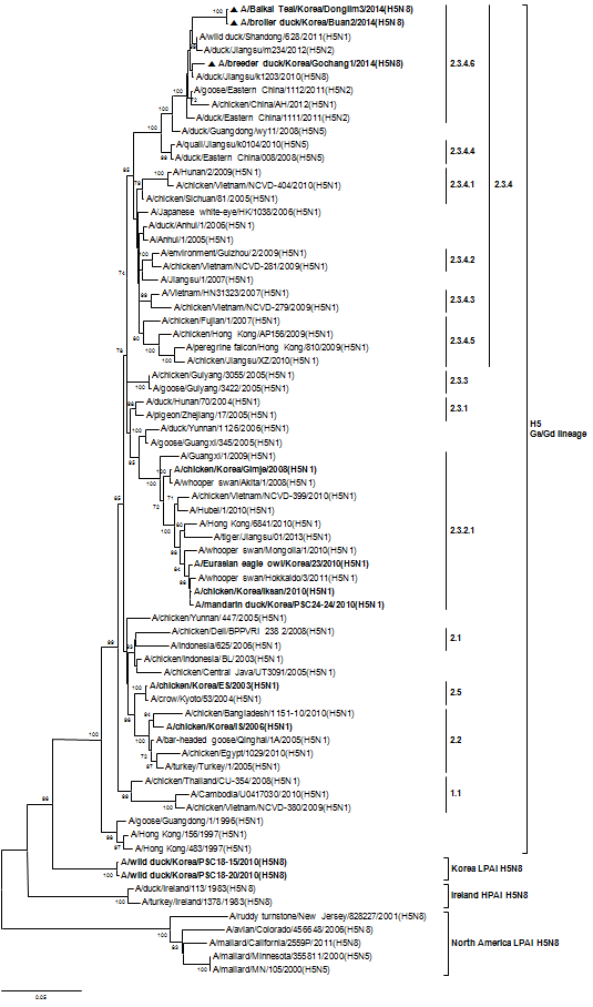 국내발생 H5N8 HPAI HA 유전자에 대한 phylogenetic tree