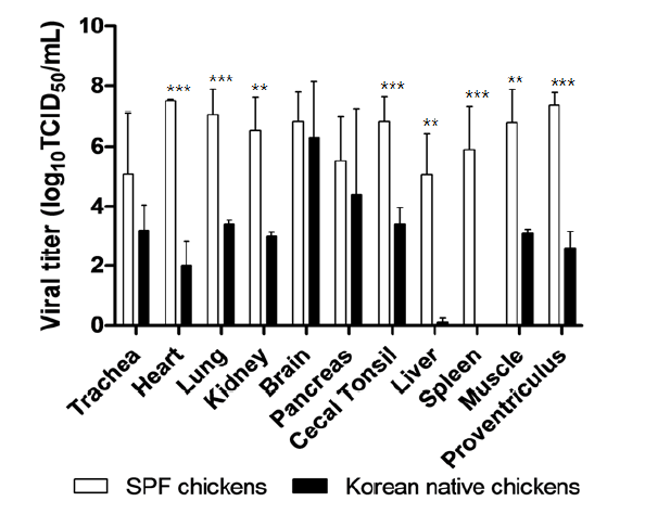 A/broiler duck/Korea/Buan2/2014(H5N8) 바이러스 106.5 EID50 접종 후 SPF 닭 및 토종닭 조직에서의 바이러스 분포 조사. **P<0.01, ***P<0.001