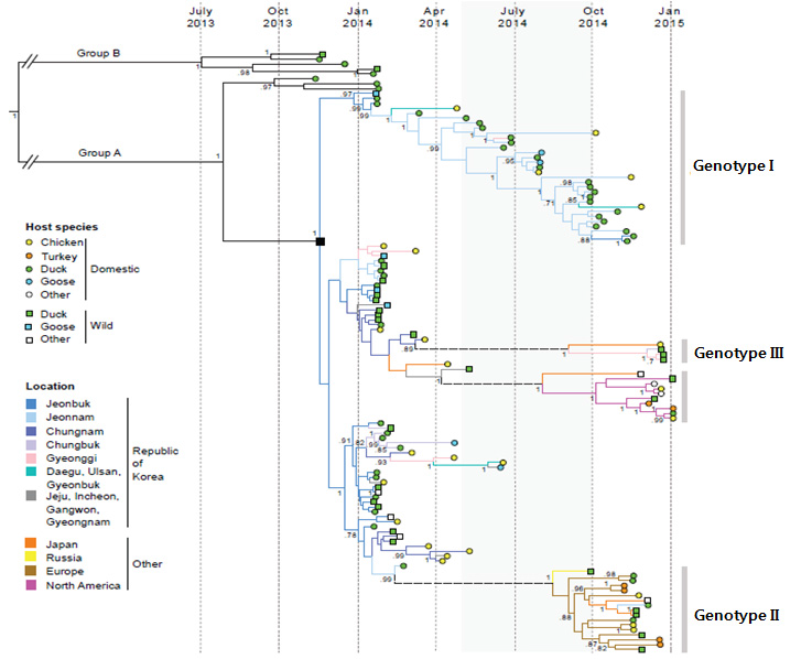 국내 분리 H5N8 HPAIV 바이러스에 대한 유전형 구분(Infect Genet Evol. Hill et al, 2015)