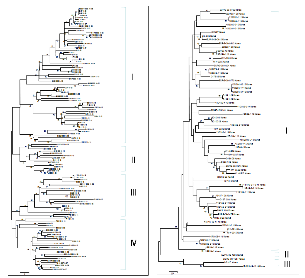 국내 PRRSV의 Phylogenetic tree(좌; NA type, 우; EU type)