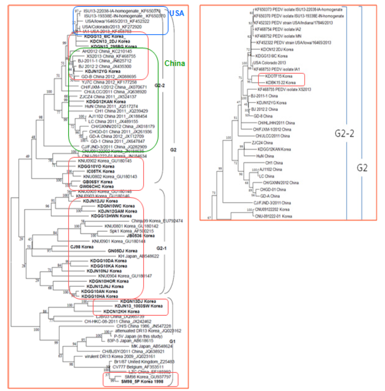 최근 국내 발생한 PED 바이러스의 전체 S gene에 대한 phylogenetic tree