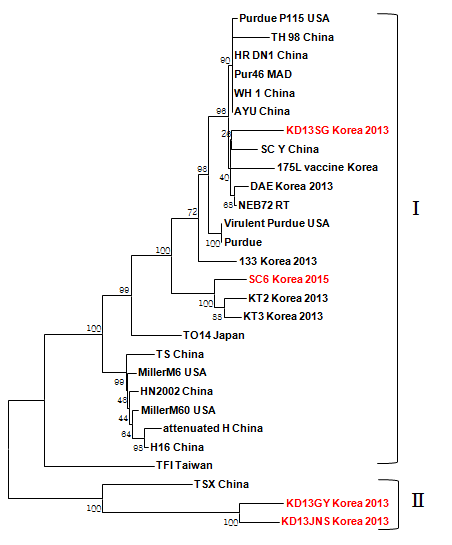 최근 국내 발생한 TGE 바이러스의 전체 spike gene에 대한 phylogenetic tree