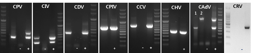 기존 개 질병진단용 유전자 진단법을 이용한 표준바이러스 검출 확인 (CRV인 경우 기존 진단법이 없었음. 표준화된 진단법으로 검출한 결과)
