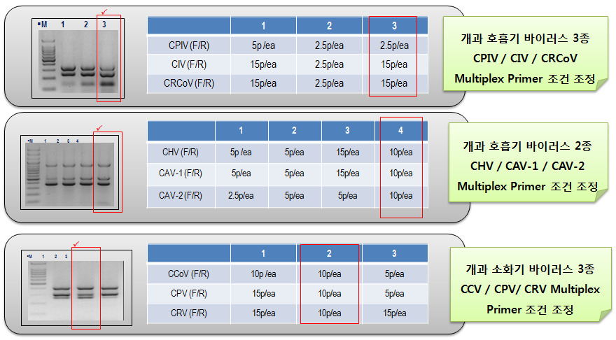 Multiplex (RT)-PCR를 위한 primer 농도 설정 결과