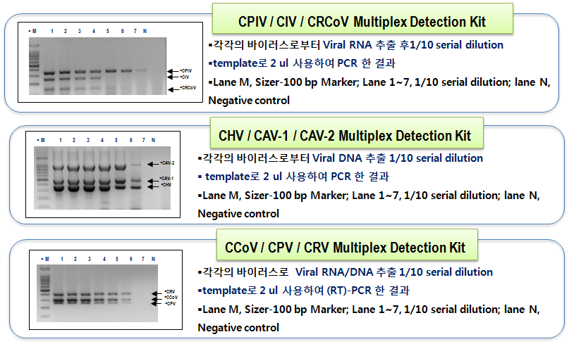 표준바이러스를 이용한 Multiplex (RT)-PCR의 민감도 측정