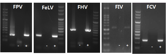 기존 고양이 질병진단용 유전자 진단법를 이용한 표준바이러스 검출 확인