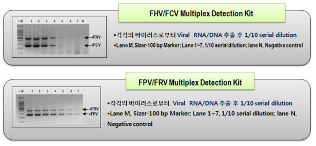표준바이러스를 이용한 multiplex (RT)-PCR의 민감도 측정