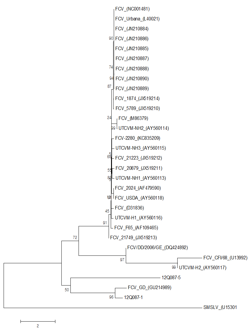 국내 FCV의 전체유전자에 대한 phylogenetic tree분석 결과