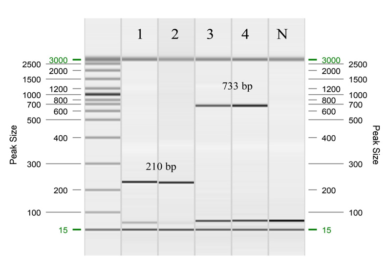 Brachyspira spp. conventional PCR