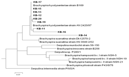 경남 농장에서 분리된 Brachyspira hyodysenteriae nox gene 비교 결과