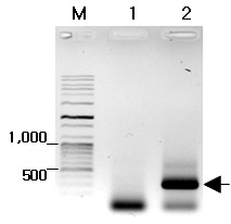 PCR detection of the 18S rRNA fragments of Cryptosporidium spp. from fecal samples of calves with diarrhea. The arrow indicates the expected size at 295 bp. The numbers on the left represent selected size markers. Lanes: M, 100 bp plus ladder; 1, a negative sample; and 2, a positive sample