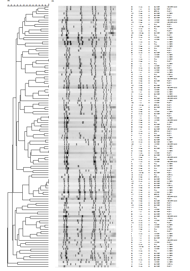 UPGMA (unweighted pair group method for arithmetic averages) dendrogram showing distances calculated by the Dice similarity index of PFGE smaI patterns in representative Clostridium perfringens isolates from calves in Korea. The scale shows similarity as a percentage