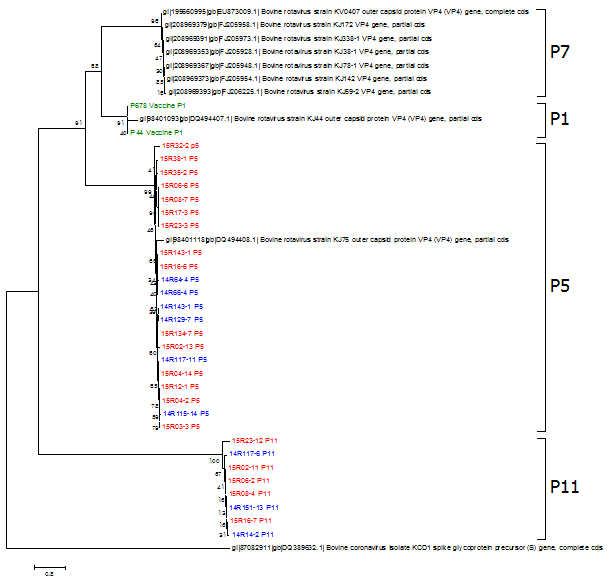Phylogenetic tree of bovine rotavirus VP4 gene