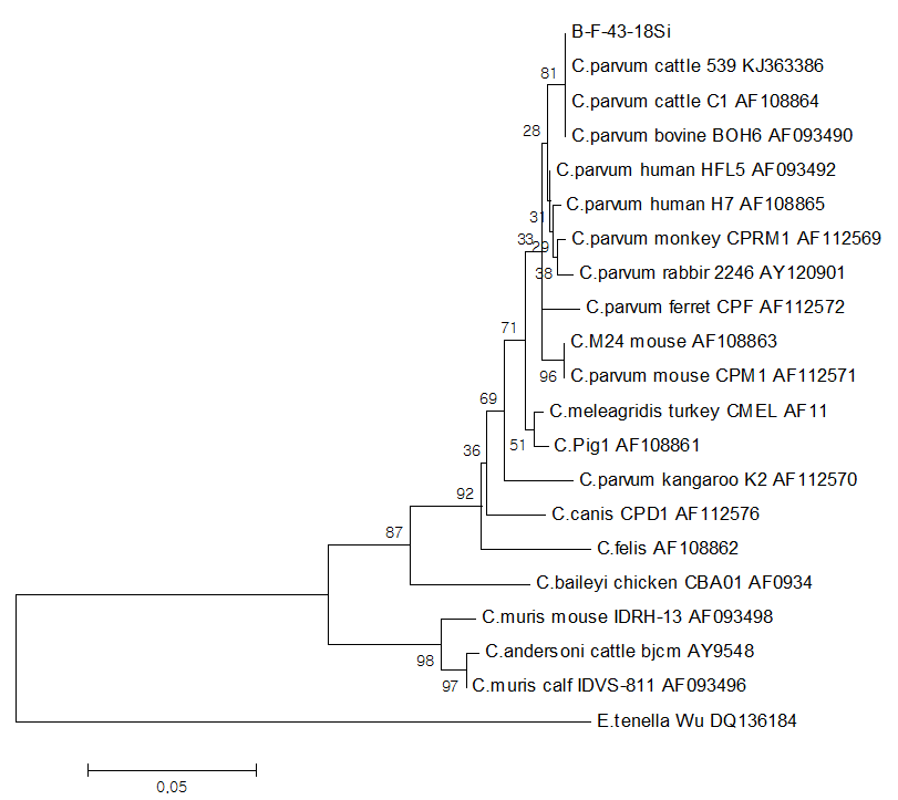Phylogenetic relationships among Cryptosporidium species and genotypes according to the neighbor-joining analysis of a fragment (296 bp) from 18S rRNA sequence. A PCR positive sample (B-F-43) was obtained in this study and sequences of other Cryptosporidium species and genotypes were obtained from GenBank