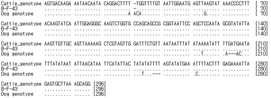 Alignment of the Cryptosporidium 18S rRNA gene fragments(B-F-43) obtained in this study compared to the isolates from dog and cattle. Dashes indicate gaps, and dots indicate bases that are identical to the corresponding cattle genotype base. The GenBank accession number for the cattle and dog genotypes is AF108864 and AF 112576, respectively