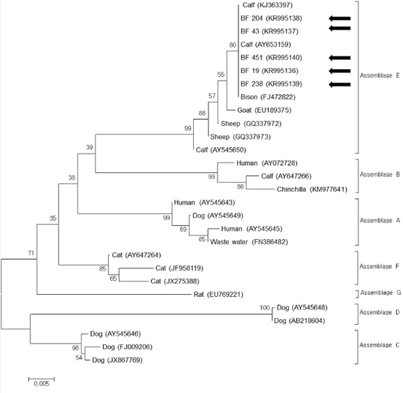 A phylogenetic tree of the β-giardin gene in Giardia duodenalis in this study. Isolates in this study are marked by arrows and belong to assemblage E. The sequences used are summarised in Table 1. The phylogenetic tree was constructed using the neighbour-joining method with the Kimura 2-parameter model, and 1,000 resampling were performed to support the topology shown. The scale bar indicates the number of substitutions per nucleotide