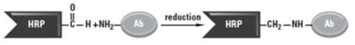 Active aldehyde reaction scheme Sugar groups on native HRP have been oxidized with periodate to produce amine-reactive aldehydes. The activated peroxidase spontaneously and efficiently crosslink with primary amines on antibody