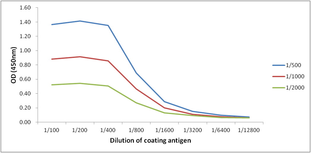 Coating antigen affinity test. The microplates were coated with DON-CDI-BSA dissolved in 0.5 M carbonate buffer (dilution 1:100 to 1:12800), followed by the addition of DON antibody-HRP conjugate (dilution 1:500-1:2000 in 1% skim milk)