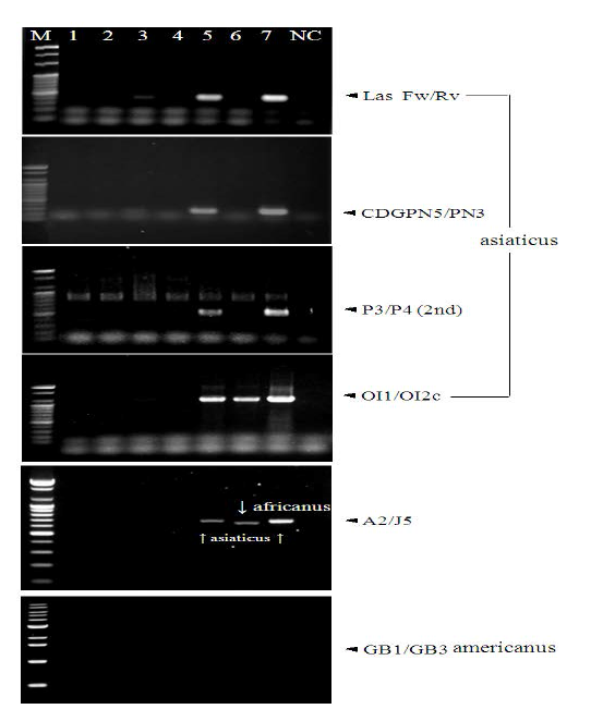 황룡병 검출용 프라이머를 사용한 PCR 결과. M; Molecular Maker, lane 1∼7; USDA-ARS로부터 확보한 DNA, NC; negative control