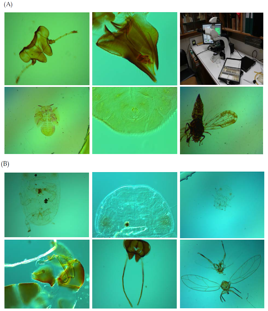 감귤황룡병 매개충 슬라이드 표본, (A): Diaphorina citri, (B): Trioza erytreae (플로리다 주립대학, 2014)