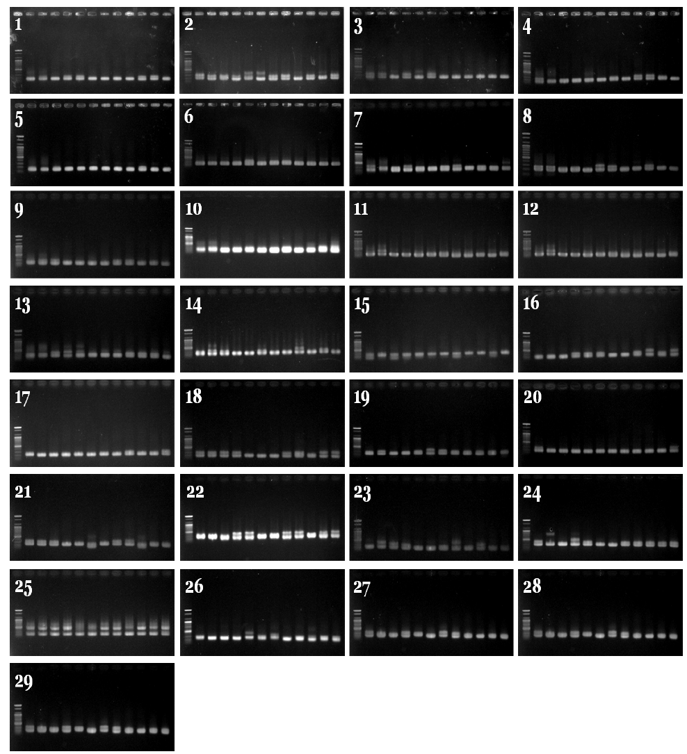 일반oligo로 제작된 150개 primer 중 PCR 시험을 통해 선별된 29개 marker: 형광 염색을 한 특수oligo primer로 제작하였음