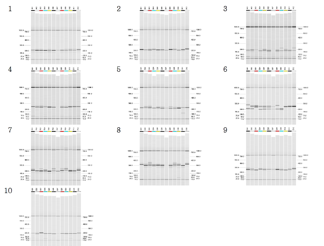 형광 염색한 특수oligo로 제작한 29개 primer 중 PCR 시험을 통해 선별된 10개 marker (1: 124259 set; 2: 134079 set; 3: 230995 set; 4: 233404 set; 5: 243906 set; 6: 253129 set; 7: 297455 set; 8: 306436 set; 9: 344041 set; 10: 346977 set)