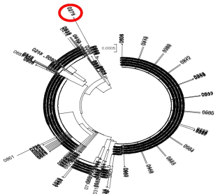 국내 31개 지역에서 채집된 매미나방 876개체에 대한 DNA 바코드 NJ tree: Site 3의 2 개체(붉은원)가 0.5% 이상의 분지차이를 나타내었음